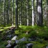 Zakopane - Forest