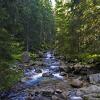 Zakopane - Forest