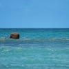 Seychelles - Mahe - Small stone