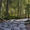 Zakopane - Forest