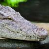 Crocodile