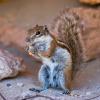 Animals - Chipmunk
