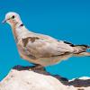 Animals - Dove