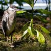 Animals - Grey Heron