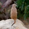 Animals - Prairie Dog