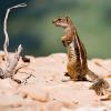 Animals - Chipmunk