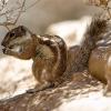 Animals - Chipmunk