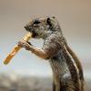 Animals - Chipmunk with cookie