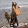 Animals - Chipmunk with cookie