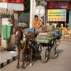 Egypt - Trolley driver