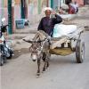 Egypt - Luxor - Captain on a donkey