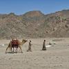 Egypt - Bedouins with camels