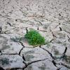 Wahnbachtalsperre - Mars landscape - plants