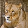 Zoo Duisburg - Lion