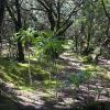 La Gomera - Dandelion in National Parque Garajonay