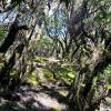La Gomera - National Parque Garajonay