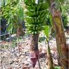 La Gomera - Bananas