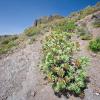 Tenerife - Landscape