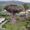 Tenerife - Landscape